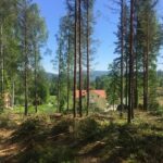 Röja